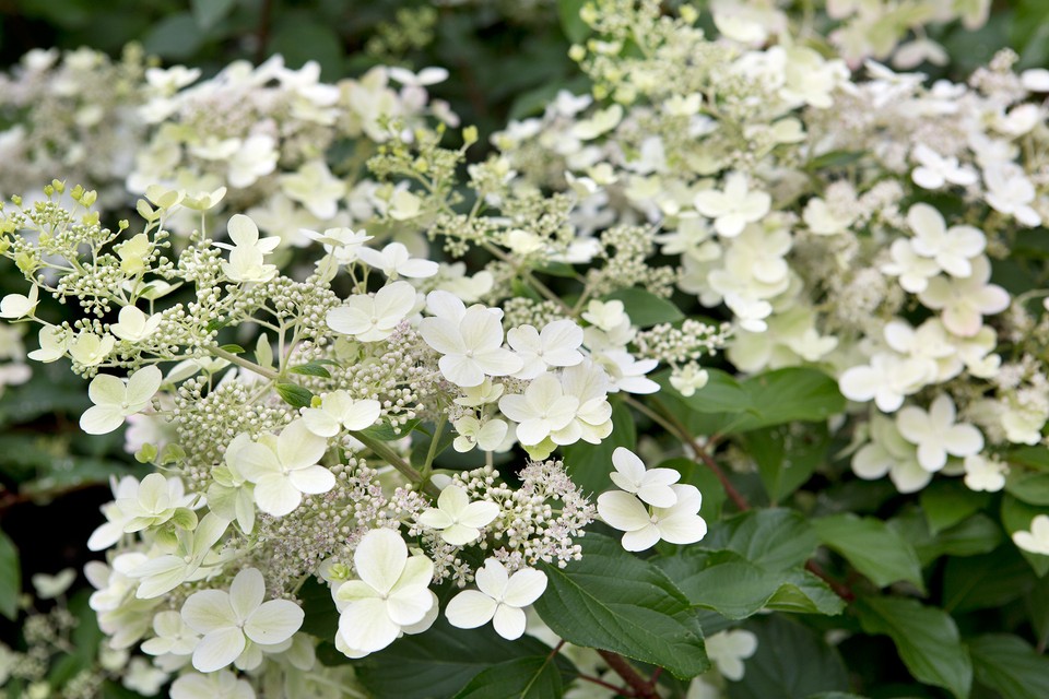 <p>panicle hydrangea</p>