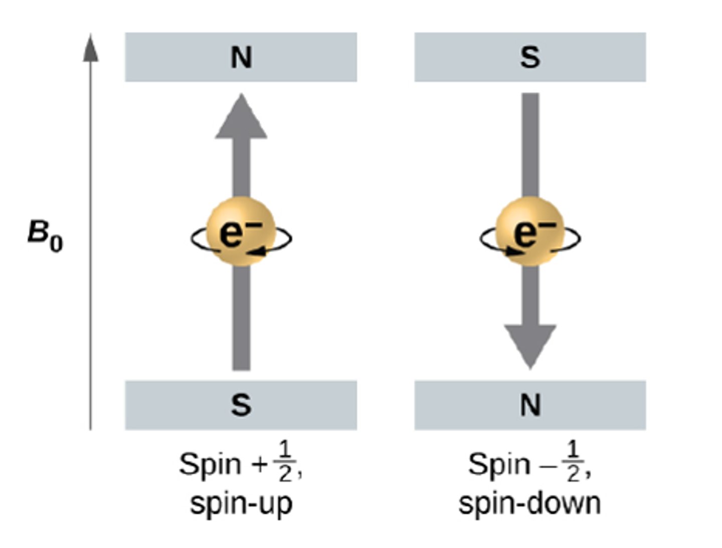 <p>name: spin</p><p>what it labels: electron spin</p><p>possible values: +1/2, -1/2</p>