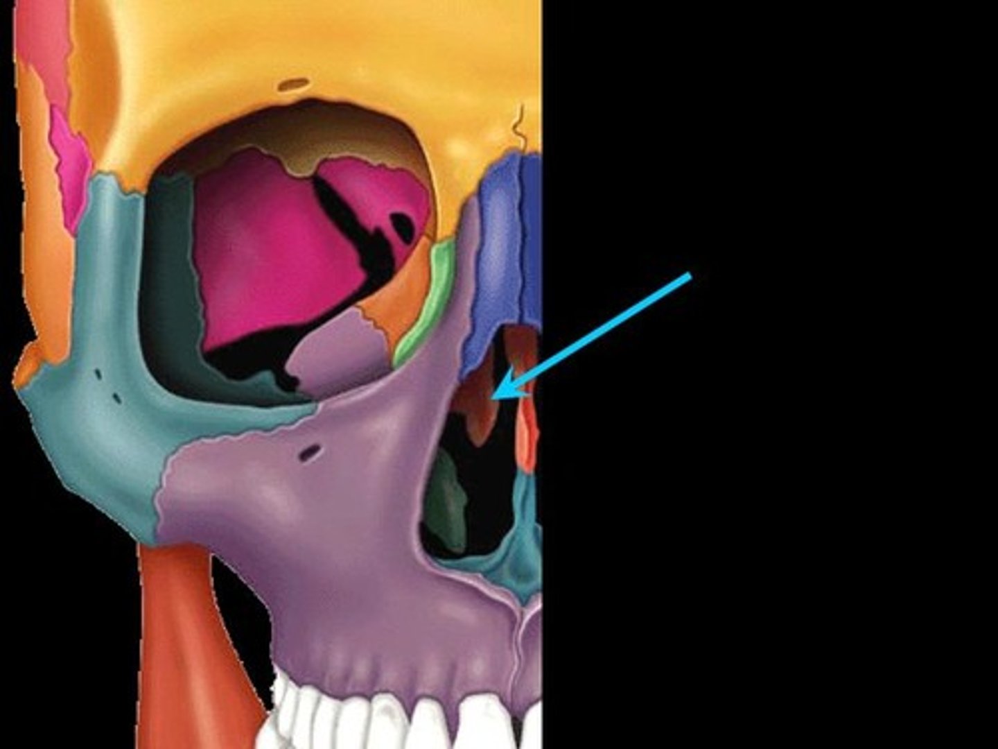 <p>Identify. + Superior form the lateral walls of the nose.</p>