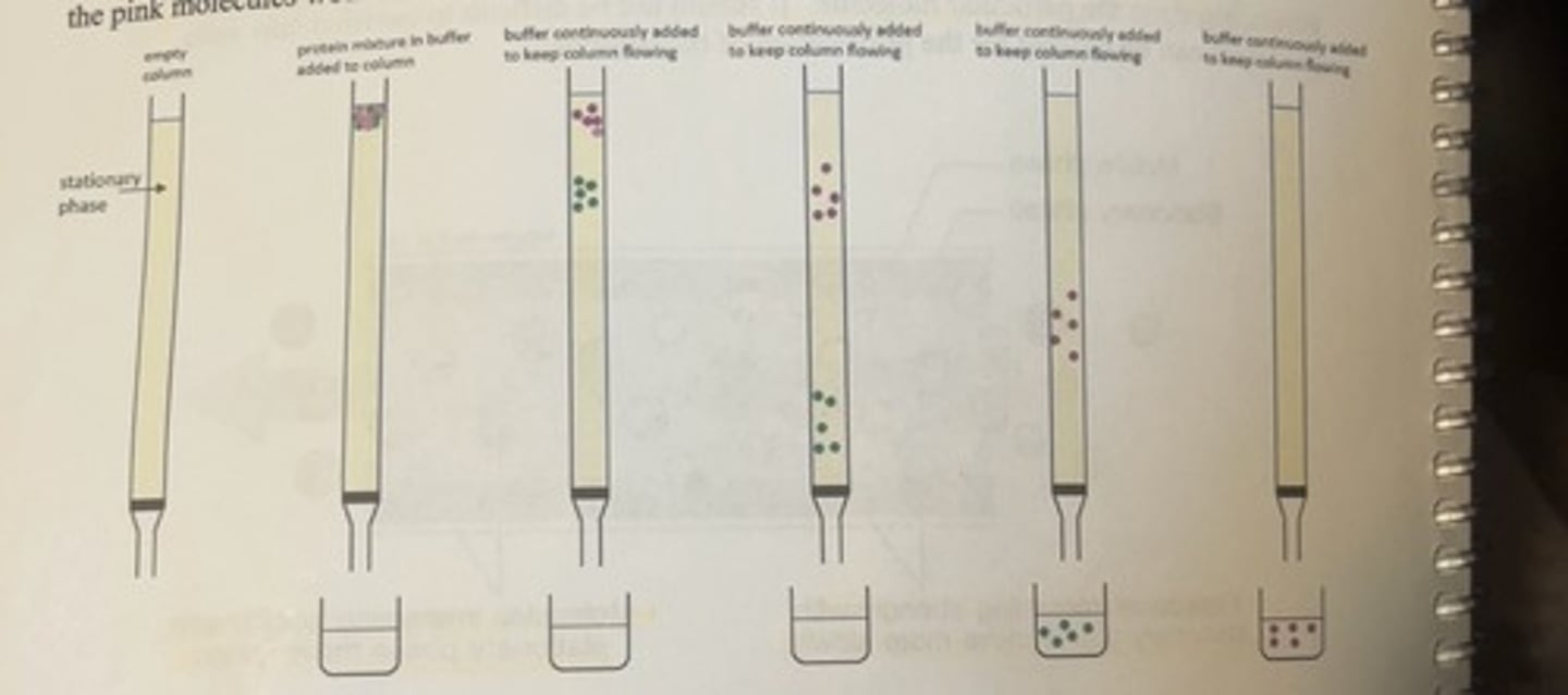 <p>-the faint yellow interior region of the column represents the stationary phase which can be any one of the vast variety of different types of stationary phase materials which are selected based upon the specific type of protein purification method being used.</p><p>-a mixture of different proteins is added to the top of the column and allowed to flow through the column assisted by the continuous addition of an appropriate buffered solvent.</p><p>-the proteins will separate depending upon the specific properties of the proteins and the stationary phase, and the flow through is collected continuously from the bottom of the column.</p><p>-the first 3 fractions collected in this hypothetical situation only contain solvent</p><p>-the fourth fraction contains the faster moving green molecules.</p><p>-the final fraction contains the slower moving pink molecules.</p><p>-in this example, the pink molecules would have a greater interaction with the stationary phase.</p>