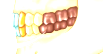 <p>incisors for biting, canines for tearing, premolars for grinding, and molars for crushing</p>
