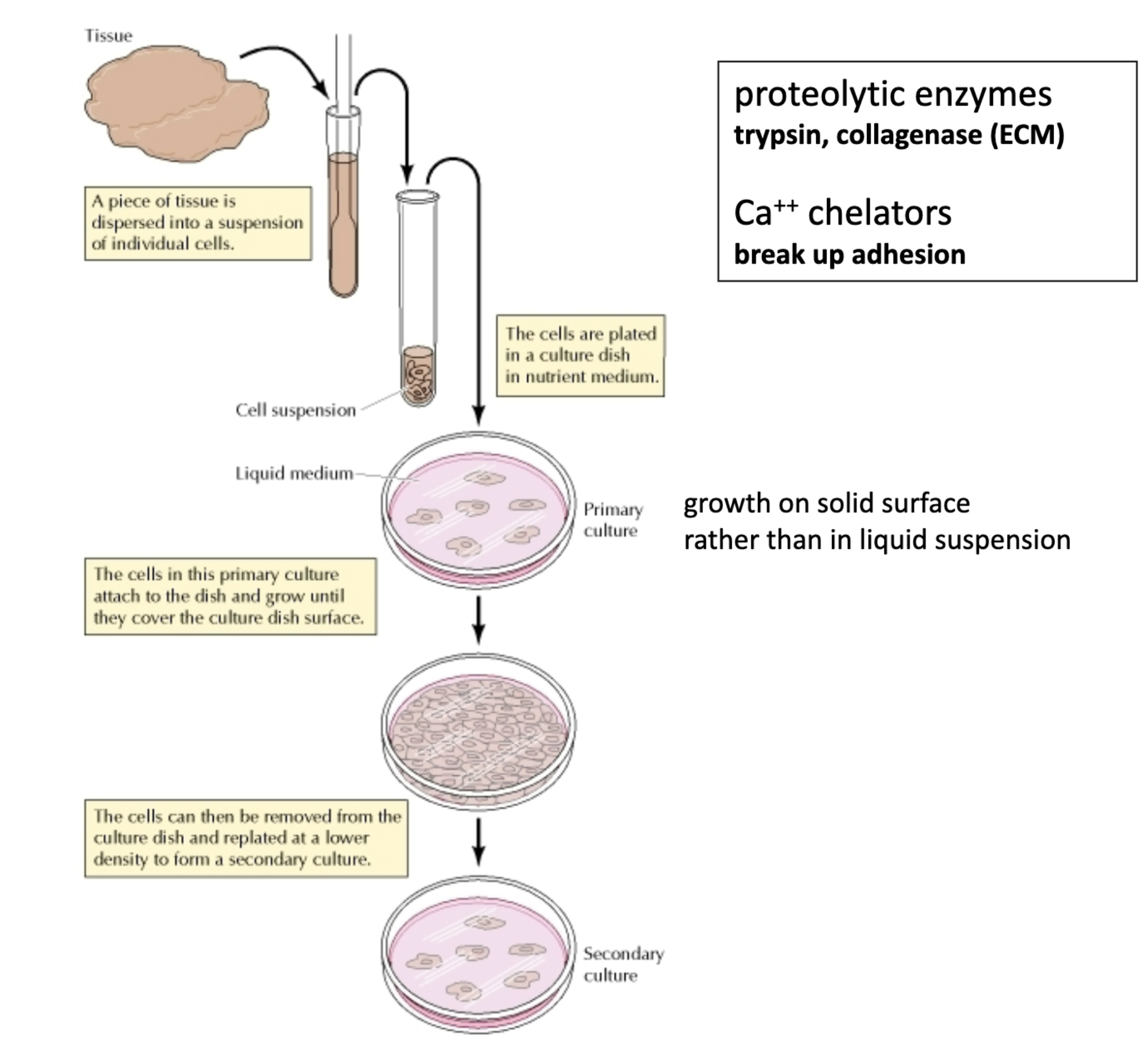 <p><span style="background-color: inherit; line-height: 19.55px; color: windowtext;"><strong><span>Isolate and separate the cells</span></strong></span><span style="line-height: 19.55px; color: windowtext;"><strong><span>&nbsp;</span></strong></span></p><ul><li><p><span style="background-color: inherit; line-height: 19.55px; color: windowtext;"><span>Disrupt ECM --> cell suspension&nbsp;</span></span><span style="line-height: 19.55px; color: windowtext;"><span>&nbsp;</span></span></p><ul><li><p><span style="background-color: inherit; line-height: 19.55px; color: windowtext;"><span>Proteolytic enzymes – degrade ECM proteins (ex: collagen (collagenase))</span></span><span style="line-height: 19.55px; color: windowtext;"><span>&nbsp;</span></span></p></li><li><p><span style="background-color: inherit; line-height: 19.55px; color: windowtext;"><span>EDTA – binds to calcium ions (Ca</span><sup><span>2+</span></sup><span>), which are required for cell-cell and cell-ECM junctions; EDTA breaks these contacts&nbsp;</span></span><span style="line-height: 19.55px; color: windowtext;"><span>&nbsp;</span></span></p></li></ul></li><li><p><span style="background-color: inherit; line-height: 19.55px; color: windowtext;"><span>Make homogenous (ie. One cell type)</span></span><span style="line-height: 19.55px; color: windowtext;"><span>&nbsp;</span></span></p><ul><li><p><span style="background-color: inherit; line-height: 19.55px; color: windowtext;"><span>Centrifugation (isolated by size)</span></span></p></li><li><p><span style="background-color: inherit; line-height: 19.55px; color: windowtext;"><span>Grow in a defined medium (isolated by growth properties)&nbsp;</span></span><span style="line-height: 19.55px; color: windowtext;"><span>&nbsp;</span></span></p></li><li><p><span style="background-color: inherit; line-height: 19.55px; color: windowtext;"><span>Fluorescence-activated cell sorting (FACS)</span></span><span style="line-height: 19.55px; color: windowtext;"><span> (isolated by light scattering and fluorescent characteristics)</span></span></p></li></ul></li><li><p><span style="line-height: 19.55px; color: windowtext;"><span>E</span></span><span style="background-color: inherit; line-height: 19.55px; color: windowtext;"><span>xpand cells in the lab&nbsp;</span></span></p><ul><li><p><span style="background-color: inherit; line-height: 19.55px; color: windowtext;"><span>Plastic petri dish (growth medium, bottom coated with ECM, helps give cells something to grow on/stick to&nbsp;</span></span><span style="line-height: 19.55px; color: windowtext;"><span>&nbsp;</span></span></p><ul><li><p><span style="background-color: inherit; line-height: 19.55px; color: windowtext;"><span>Standard medium: growth factors include salts, glucose, amino acids, vitamins, and bovine serum&nbsp;</span></span></p></li><li><p><span style="line-height: 19.55px; color: windowtext;"><span>Defined medium: contains all the above growth factors, but no serum, and includes a specific growth factor</span></span></p></li></ul></li></ul></li><li><p>Make cell line (a cell clone, derived from one cell)</p><ul><li><p>Can also make cells immortal and freeze in liquid nitrogen (permanent stock) </p></li><li><p>Done by providing cells with the gene that encodes the catalytic subunit of telomerase </p></li></ul></li></ul><p></p>