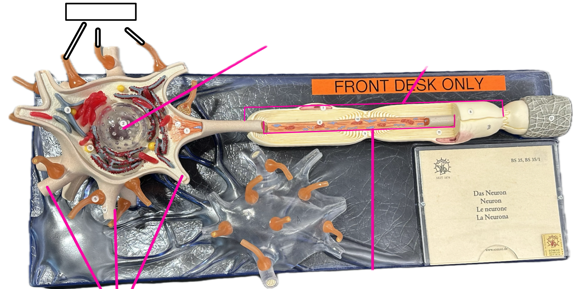 knowt flashcard image