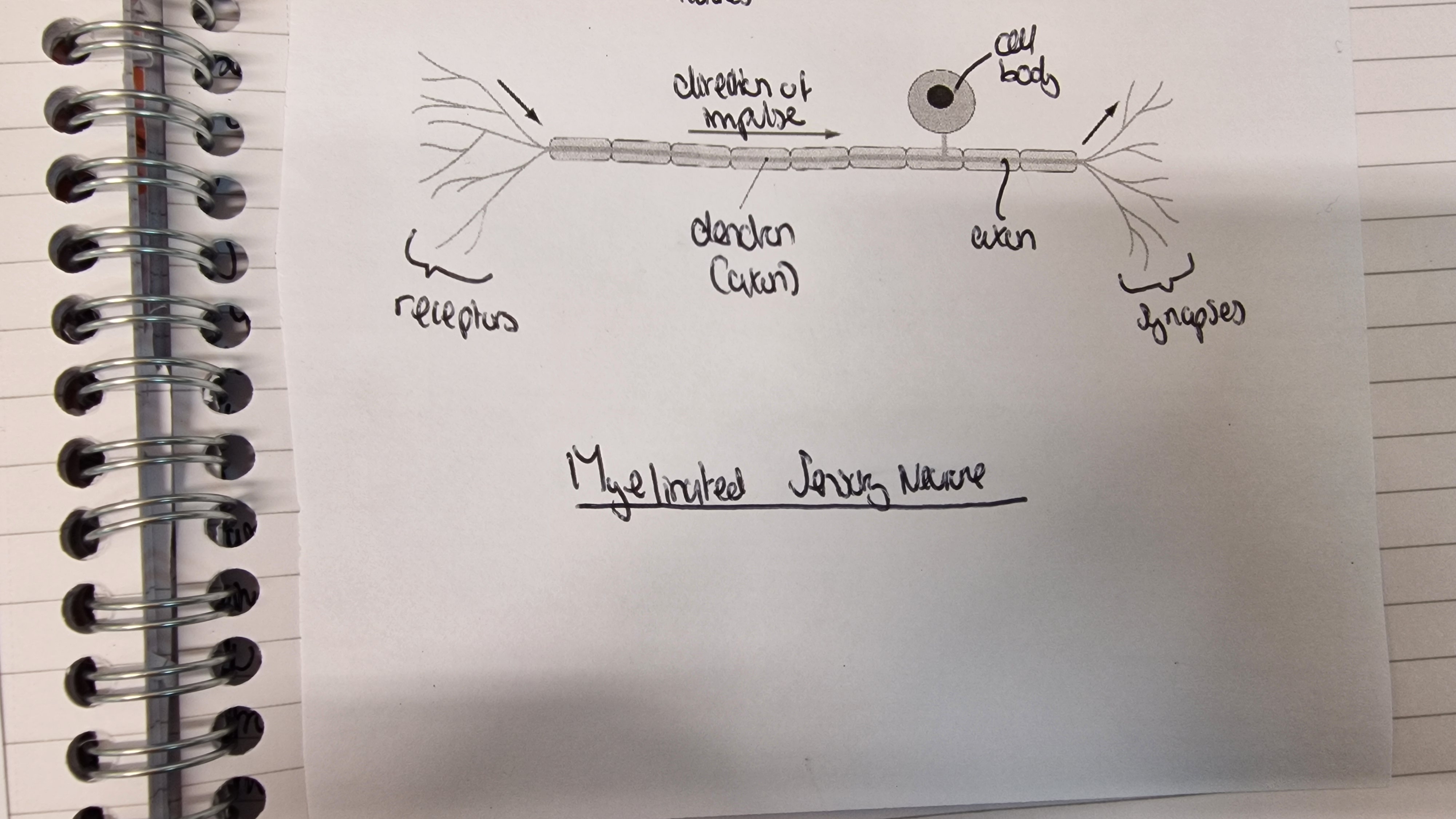<p>contains receptors, dendrons (axons) and cell body and synapses. The direction of impulse is from receptors to the synapse </p>