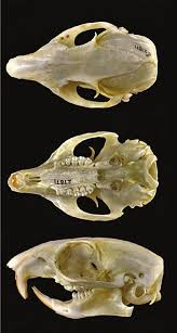 <p>What species?</p>