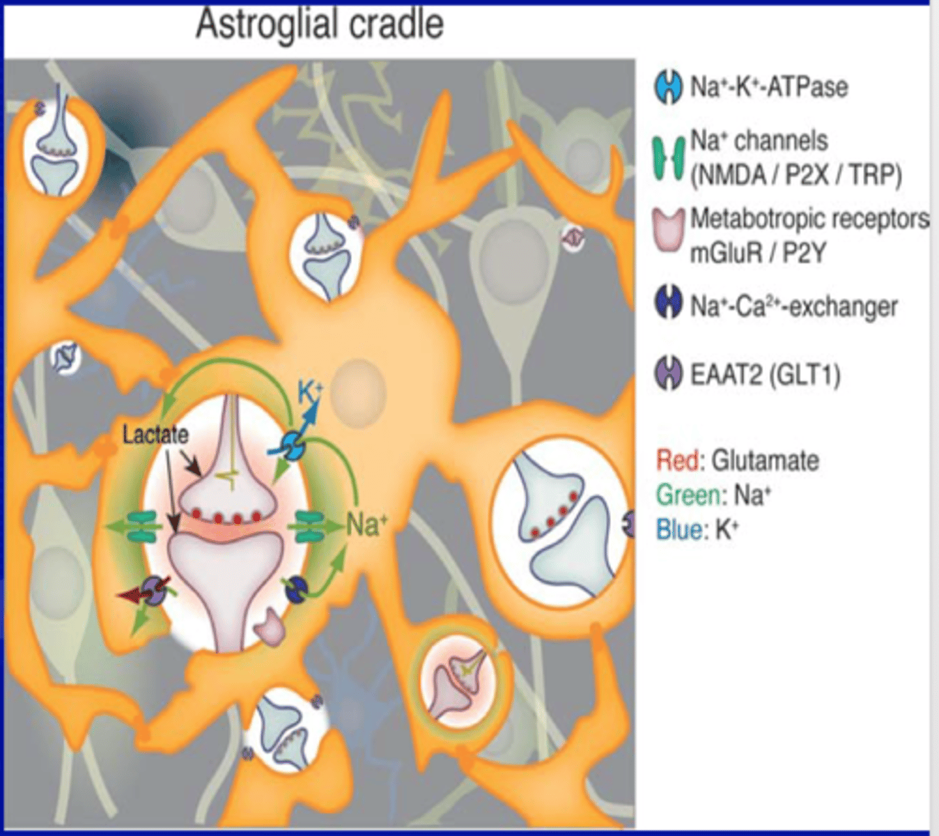 <p>a) Chemicals released from glial cells that facilitate neuronal communication</p>