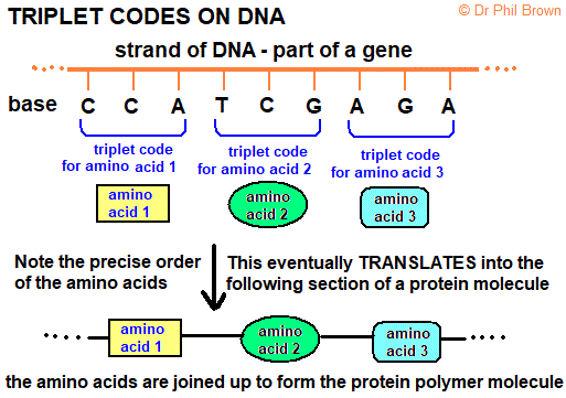 <p>Sequence of three nucleotides in DNA or<span><strong> messenger RNA (mRNA</strong></span>) -&gt; codes for a specific <span><strong><em>amino acid.</em></strong></span> One or more triplet codes = Gene. Not all DNA sequences code for a protein. Regulatory = deciding when and where genes must produce a protein. Or no other function than to provide genetic variation.</p>