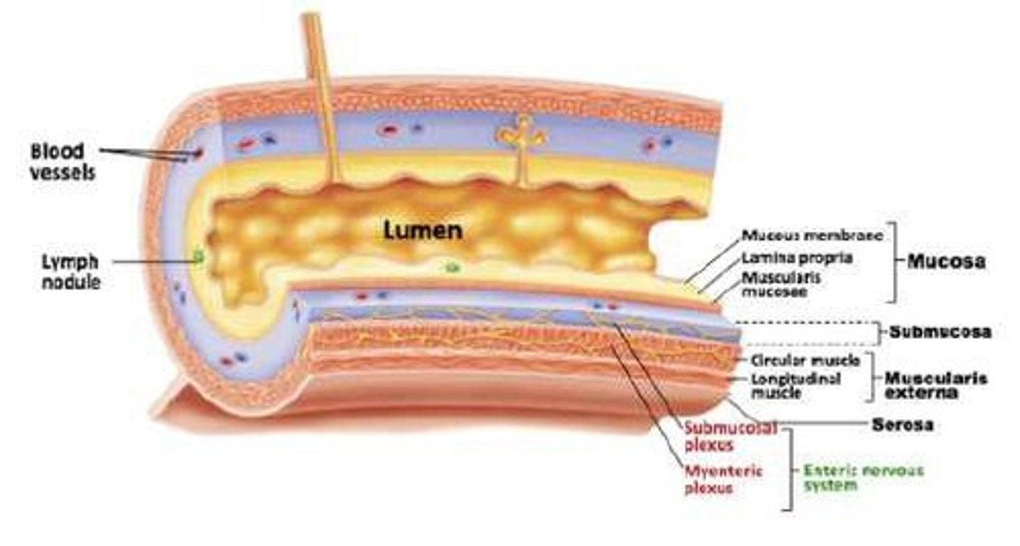 <p>Exocrine secretions are released into the lumen, while endocrine secretions are released into the blood.</p>