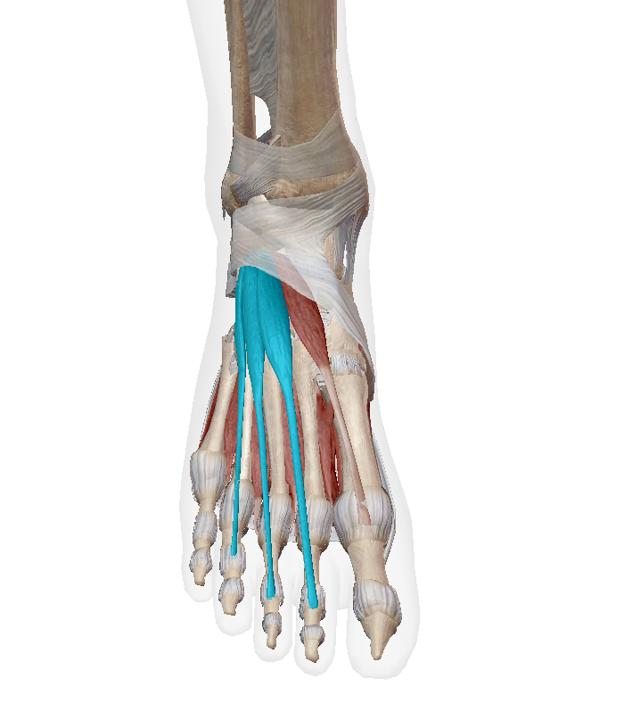 <p>Label the muscle</p>