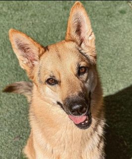 <p>Buddy Son</p>
