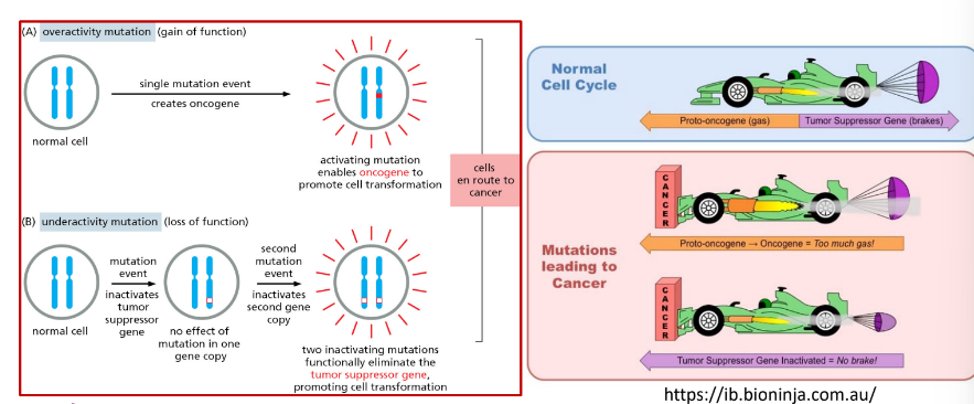 <p>Overactivity - overactive oncogene</p><p>Underactivity - underactive suppressor gene</p>