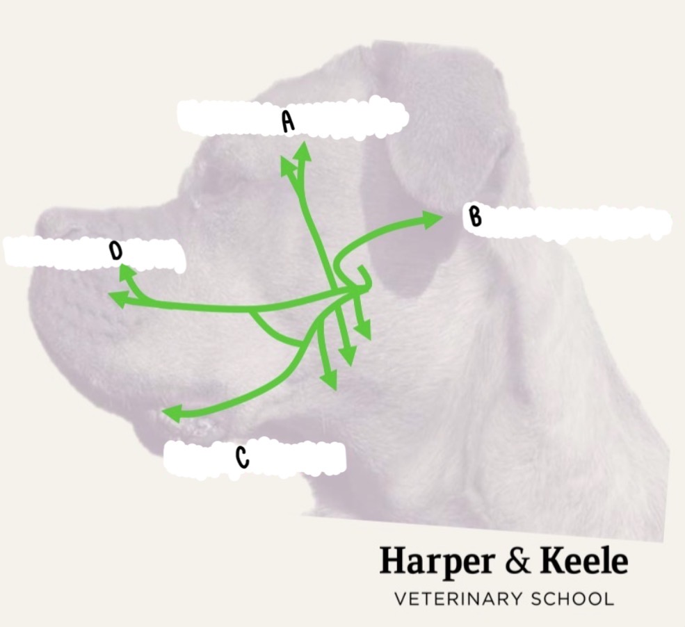 <p>What branch of the facial nerve is labeled D?</p>