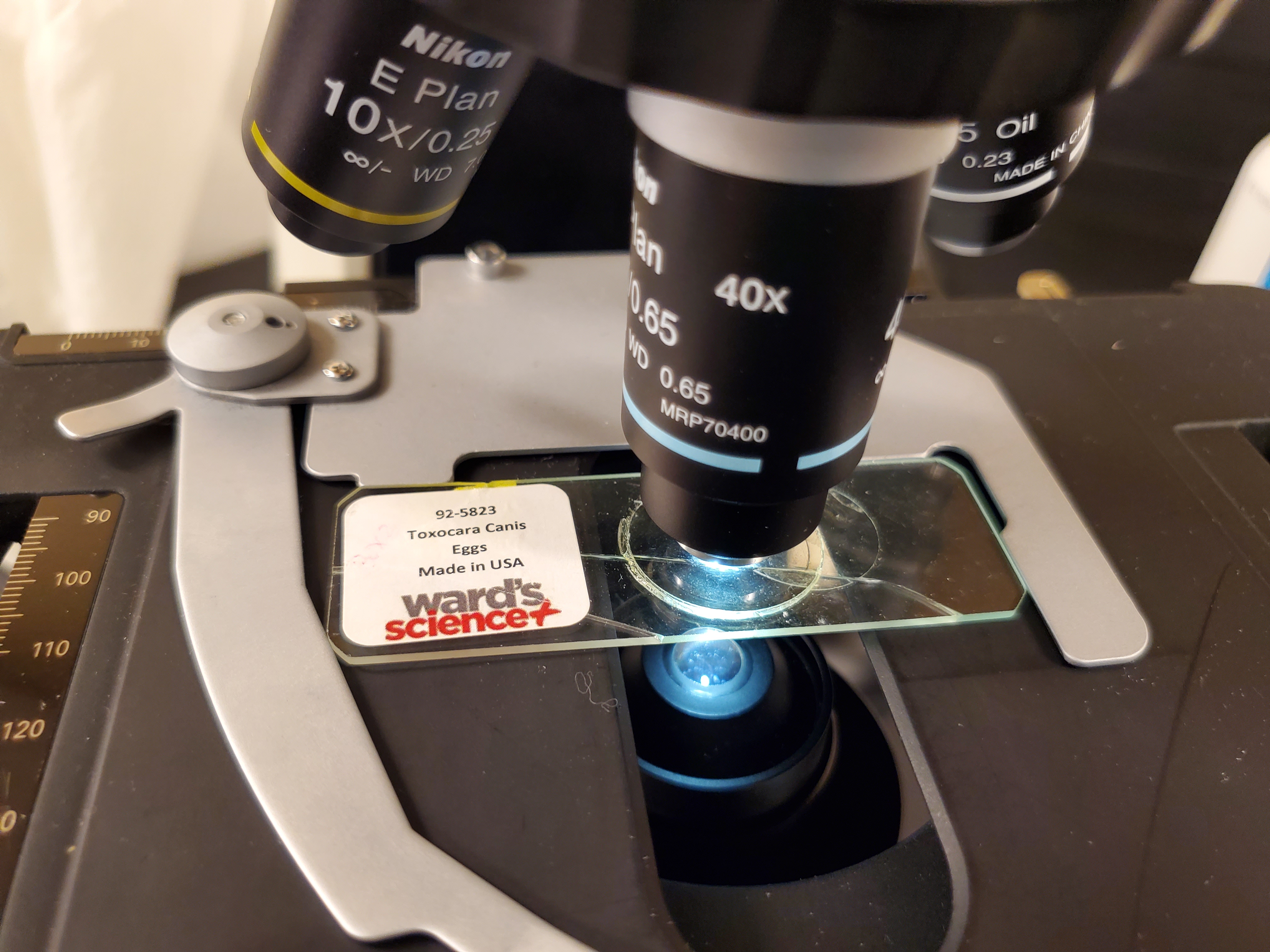 <p>Toxocara Canis Eggs</p>