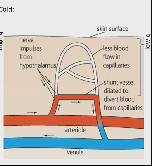 <ul><li><p>Shunt vessels are dilated</p></li><li><p>Blood goes from arterial → shunt vessel → venue</p><ul><li><p>We are not using capillaries in skin at all</p></li></ul></li><li><p>Not a lot of blood in capillary beds of skin, not much heat close to surface of body → minimize radiative and conductive heat loss</p></li></ul><p></p>