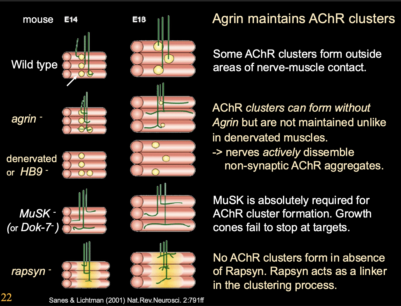 <p>Procedure:</p><ul><li><p>Agrin mutant mouse</p></li><li><p>Remove ACh synthesis</p></li></ul><p>Results:</p><ul><li><p>AChR clusters can form and remain</p></li><li><p>Why: because there is no acetly choline to signal AChR cluster dispersal</p></li></ul><p>Conclusion:</p><ul><li><p>ACh is used as an AChR cluster dispersal factor</p></li></ul><p></p>