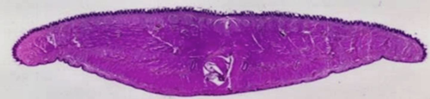 <p>what is this?</p>