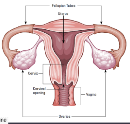 <p>reproductive tract</p><p>cervix</p>