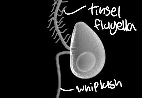 <p>produces slimeways as tracks for cells to glide along, biflagellate zoospores, most marine or estuarine (rarely freshwater), saprobes parasites</p>