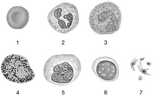 <p>Figure 19-1 The Origins and Differentiation of Formed ElementsUse Figure 19-1 to answer the following questions:Identify the cell labeled "2."</p>