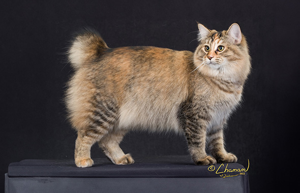 <p>breed? (feline behaviour)</p>