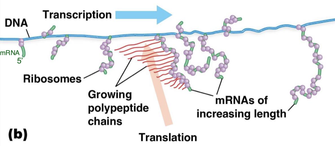 <p>transcription and translation coupled (cuz there is no nucleus in bacteria)</p>