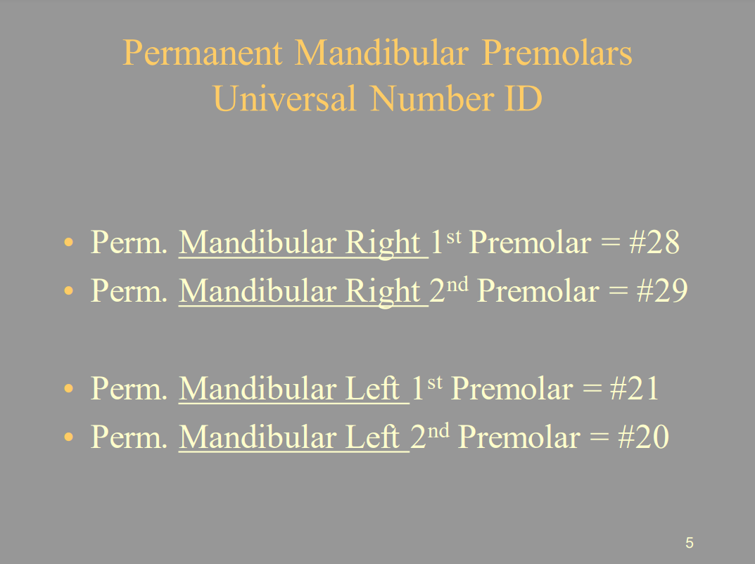 <p>Permanent Mandibular Premolars</p><p>Universal Number ID</p><p><u>• Perm. Mandibular Right 1</u></p><p>1st Premolar = <strong>#28</strong></p><p><u>• Perm. Mandibular Right 2</u></p><p>2nd Premolar = #<strong>29</strong></p><p><u>• Perm. Mandibular Left 1</u></p><p>1st Premolar = <strong>#21</strong></p><p><u>• Perm. Mandibular Left 2</u></p><p>2nd Premolar = <strong>#20</strong></p>