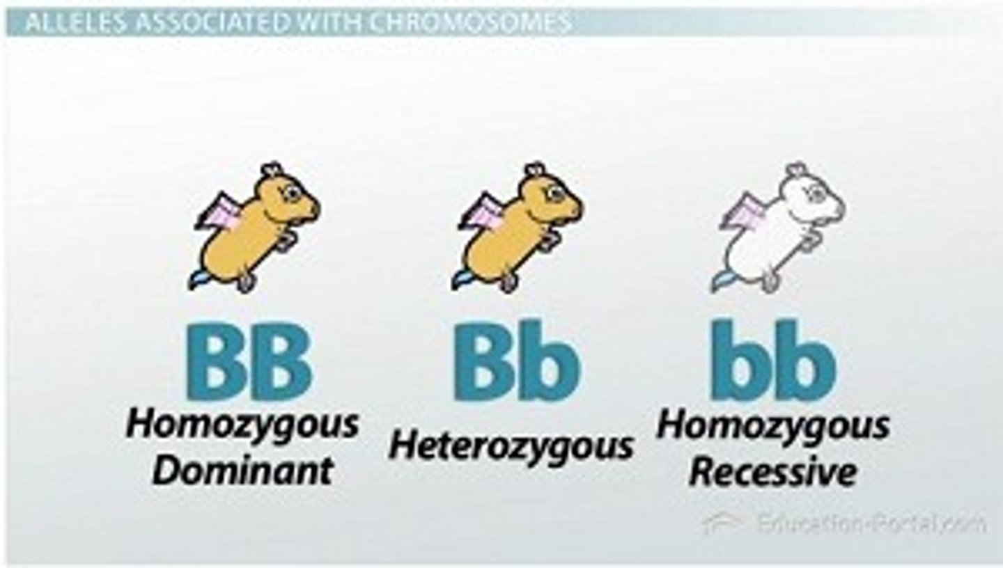 <p>Genotype with two recessive alleles (bb).</p>