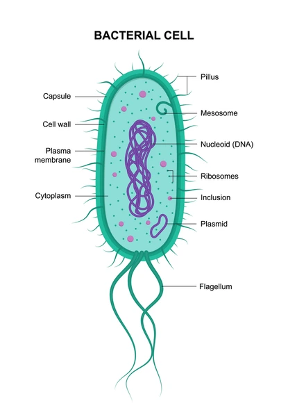 <p>prokaryotes have </p>