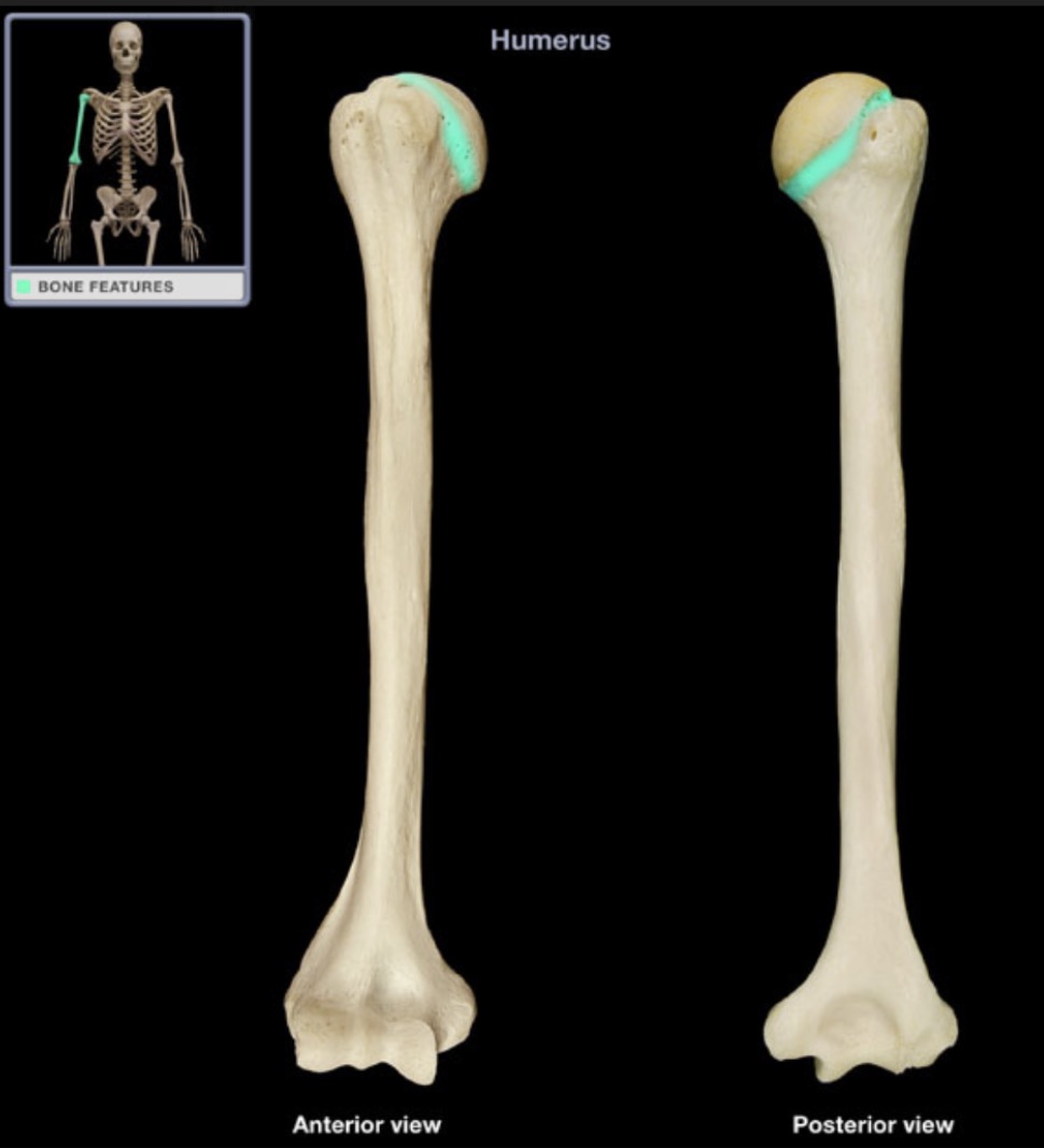 <p><span style="font-family: Arial, sans-serif; color: rgb(45, 59, 69)">tapering of the humerus immediately inferior to the head</span></p>