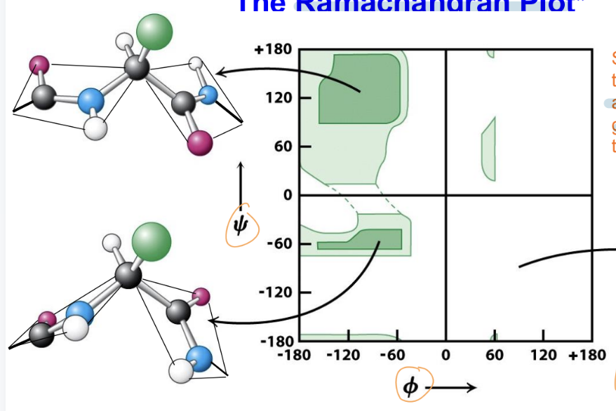 <p>plot shows the relationship between the <strong>ϕ (phi)</strong> and <strong>ψ (psi)</strong> torsional angles of the polypeptide backbone</p><p>found that there is steric hindrance between the carbonyl oxygen and side groups, preventing the adoption of certain conformations</p><p>the angles ϕ = 90° and ψ = -90° are specifically noted as disfavored due to severe steric clashes</p>