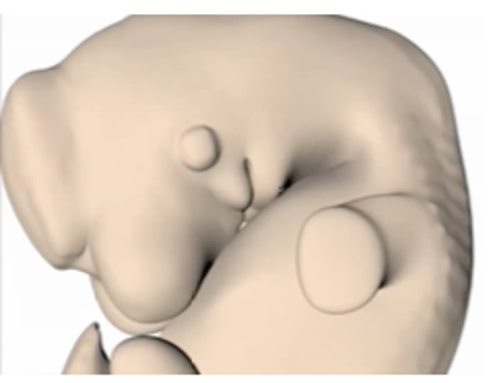 <p>upr/lwr jaw develop from max. and mand. processes of 1st pharyngeal arches respectively</p>