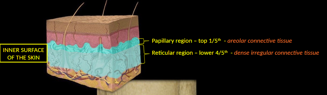 <p>dense, irregular connective tissue</p>