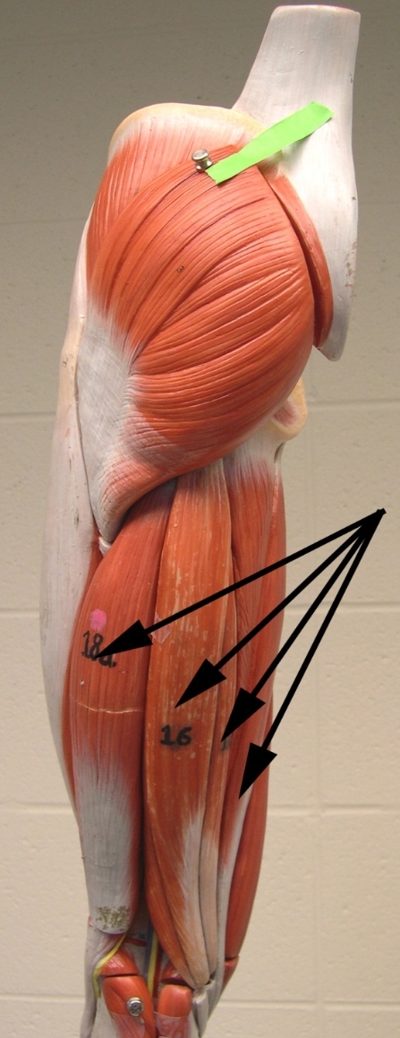 <p>Name the group of muscles indicated by the arrows</p><p>View: posterior side of the lower limb</p>