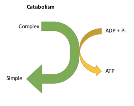 <p>The <strong>breakdown of complex macronutrients into smaller molecules</strong>, releasing <strong>ATP</strong>.</p><ul><li><p>Ex: The <strong>breakdown of glycogen into glucose</strong> for energy.</p></li></ul><p></p>