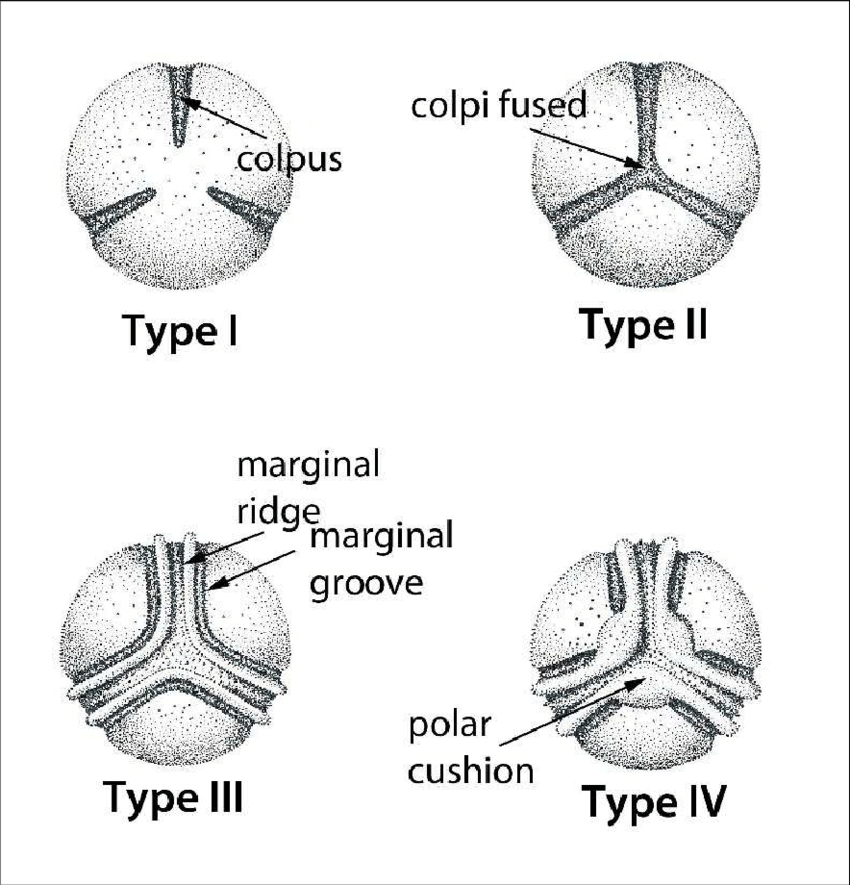 <p>pollen with three aperatures, equally spaced and parallel to the polar axis </p>