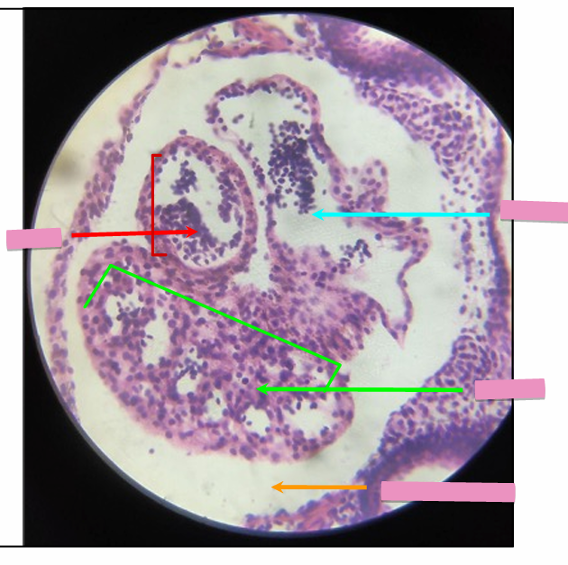 <p>what level<br>primary brain vesicle<br>parts</p>