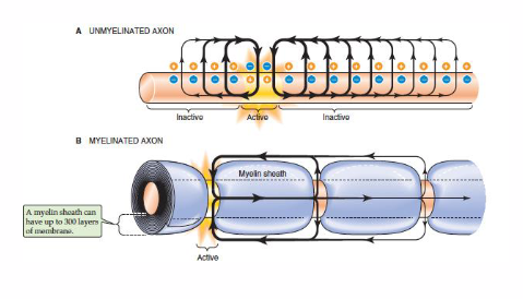 <p>Myelin sheath is rich in cholesterol</p>