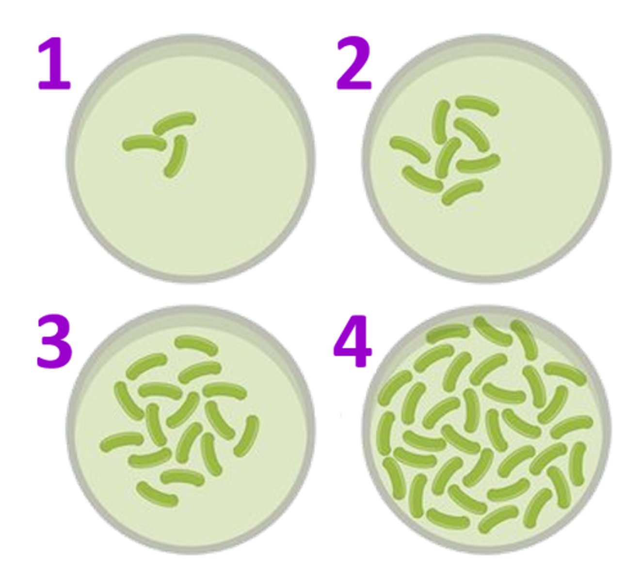 <p>the stage of active growth of microorganisms (as opposed to the resting or spore stages)</p>