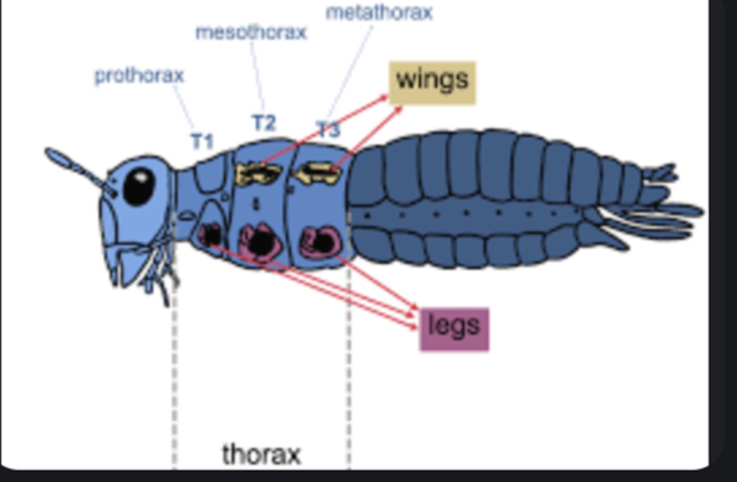 <p>Middle body region composed of three segments (pro-, meso-, metathorax) bearing legs and wings.</p>