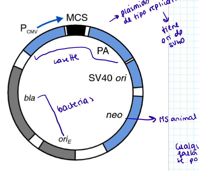 <ul><li><p>MCS</p></li><li><p>Promotor CMV</p></li><li><p>Gen de resistencia bla (ampicilina) (E. coli)</p></li><li><p>Ori E. coli</p></li><li><p>Neo: marcador de selección animal (geneticina o G418)</p></li><li><p>ORI SV40 → replicación en células COS</p></li><li><p>Cassette de expresión animal: promotor CMV, MCS y terminador PA</p></li></ul><p>Plásmido para transfectar células animales, tiene ORI y marcador de selección → replicativo y estable</p><p></p>