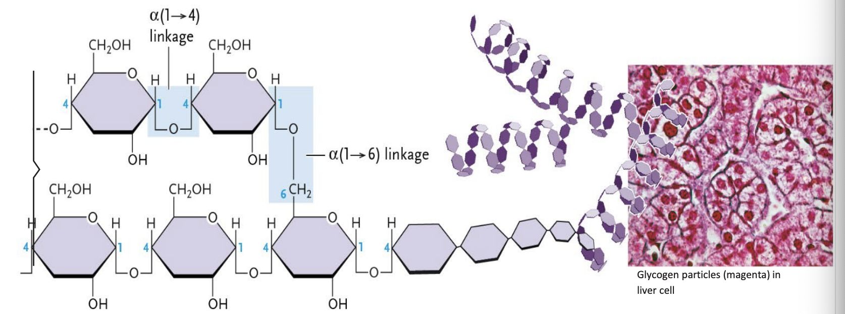 <p>Glycogen</p>