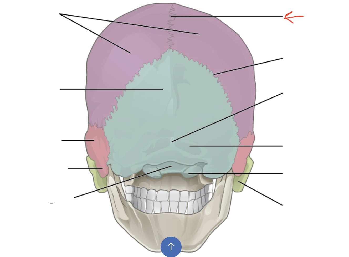 <p>junction between 2 parietal bones</p>