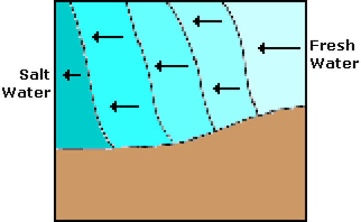 <p>slow river flow and tidal turbulence mix fresh and salt water in a regular pattern through most of its length.</p>