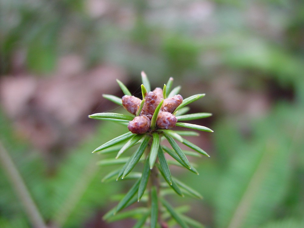 <ul><li><p>cool, moist sites</p></li><li><p>pale grey bark w resin bubbles</p></li><li><p>needles: 1 in long, 2 stomatal bands, flat</p></li><li><p>repro: cones that stand straight up</p></li><li><p>friendly fir</p></li></ul>