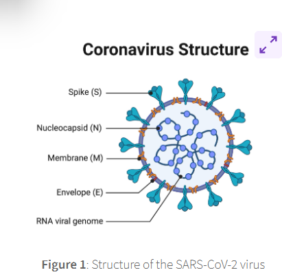 <p><span style="color: purple;"><strong><span>SARS-CoV-2 is an enveloped viruses with</span></strong></span></p><p><span style="color: purple;"><strong><span>a positive-sense</span></strong></span></p><p><span style="color: purple;"><strong><span>single-stranded</span></strong></span></p><p><span style="color: purple;"><strong><span>RNA genome</span></strong></span></p><p><span style="color: purple;"><strong><span>and a nucleocapsid of helical symmetry</span></strong></span></p>