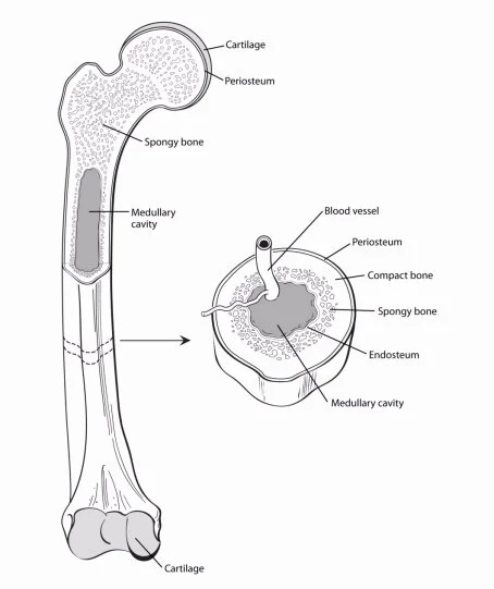 wraps the superficial layer of compact bone, isolates bone from surrounding tissues, route for blood and nervous supply, actively participates in bone growth and repair, outermost layer