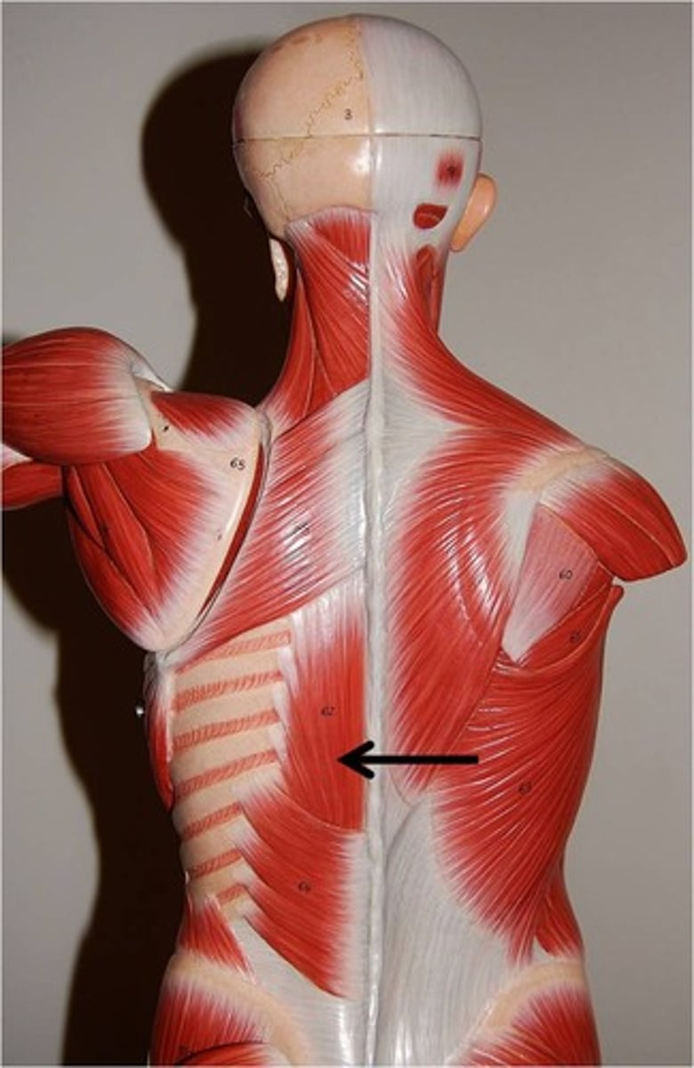 <p>A group of muscles that run along the spine and are responsible for extending the back.</p>