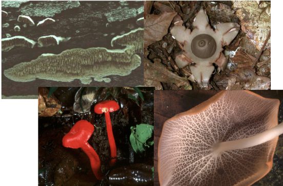 <p><span style="background-color: transparent;"><strong><em><span>Agaricomycetes* </span></em></strong><em><span> - </span></em><span>a class within basidiomycota</span></span></p>