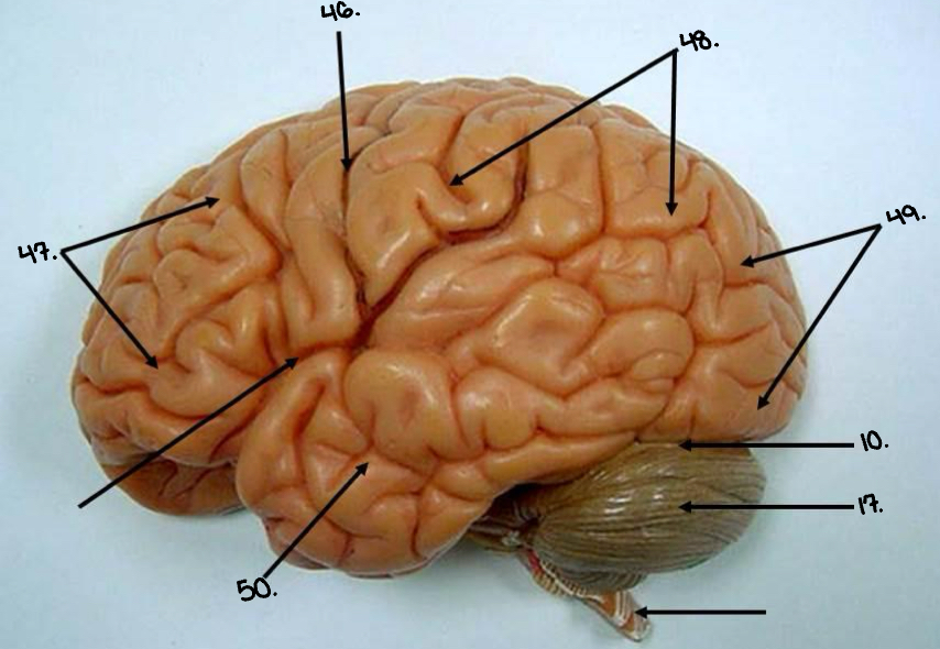 <p>47.</p>
