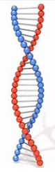 discovered structural model of DNA